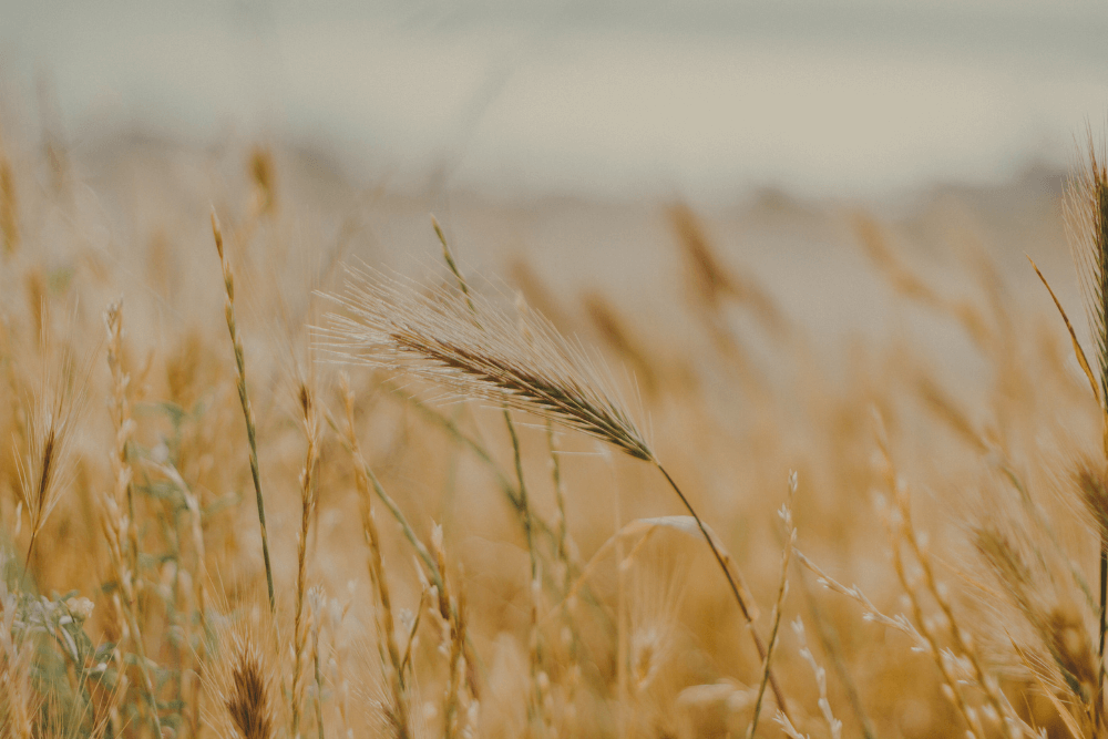 wheat field